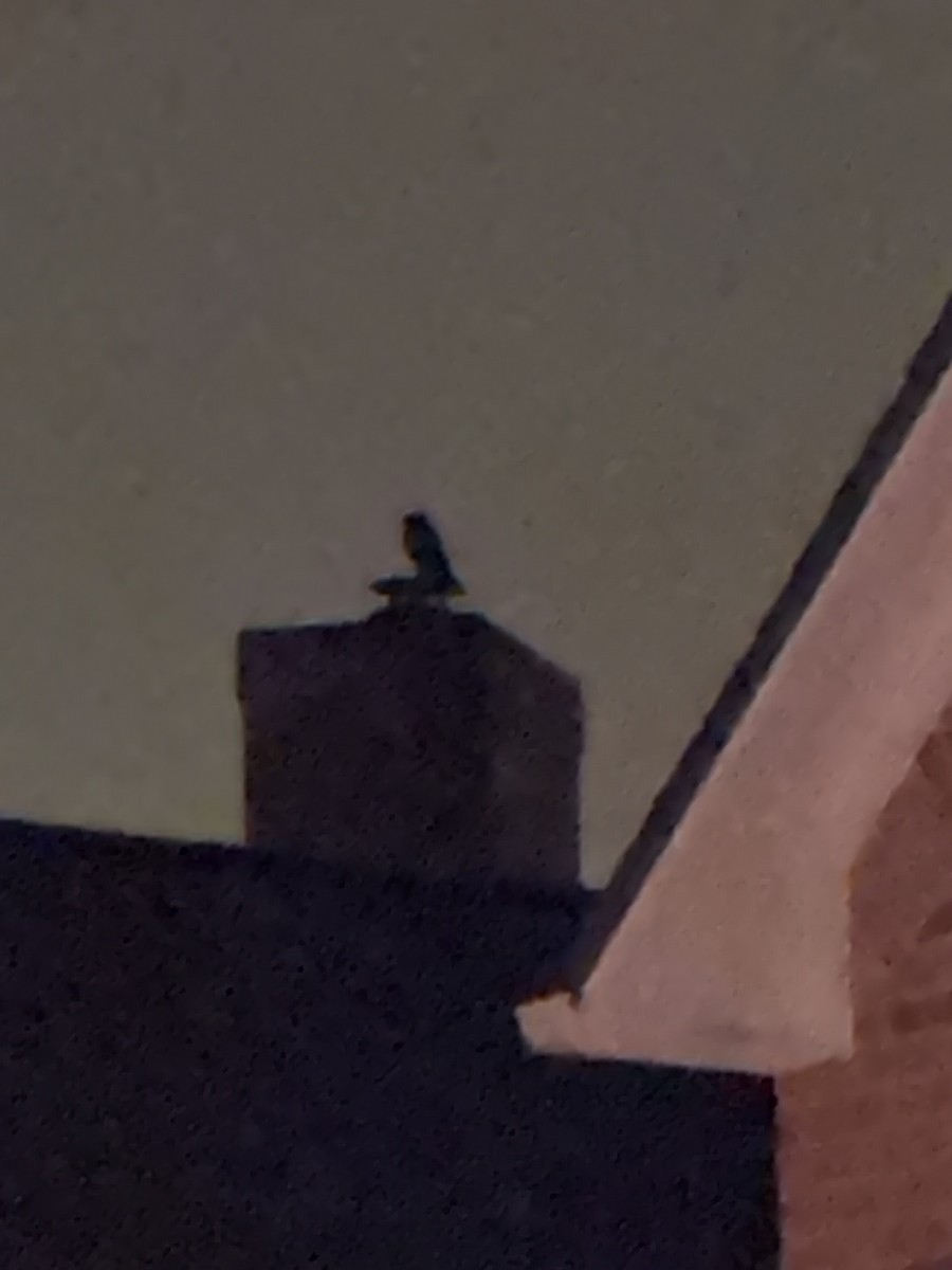 Búho Americano - ML647108383