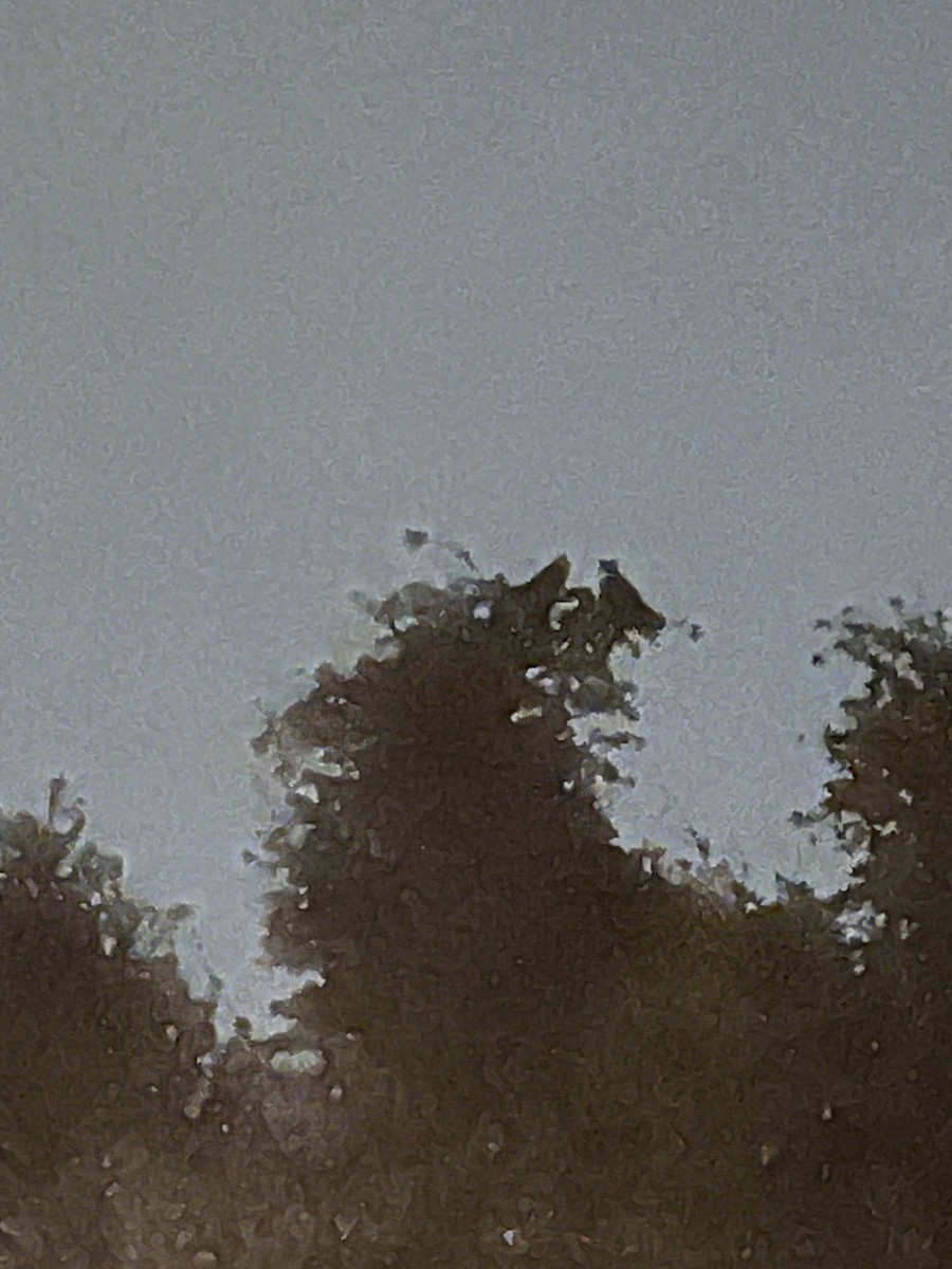 Búho Americano - ML647108384