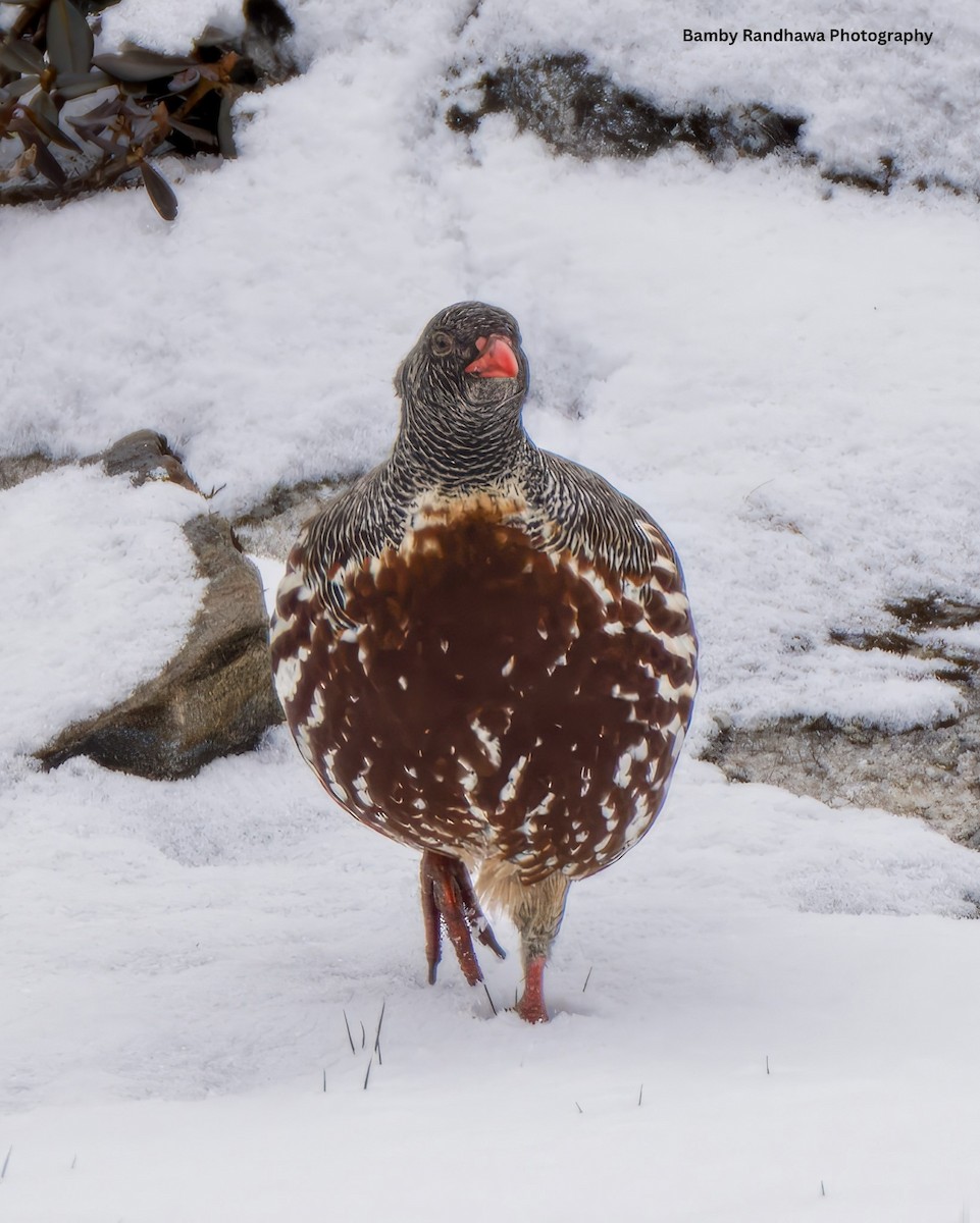 Perdiz Lerwa - ML647108385