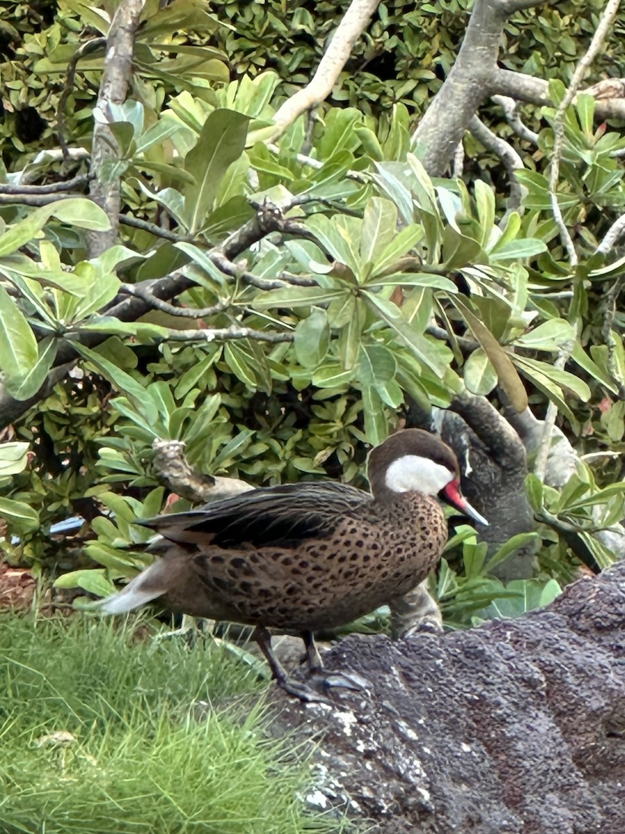 Ánade Gargantillo - ML647108386