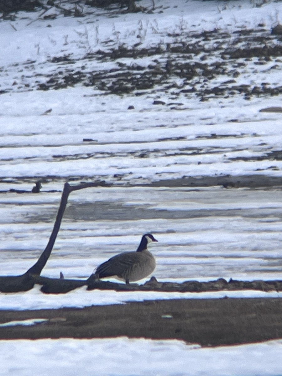 Barnacla Canadiense Chica - ML647108387