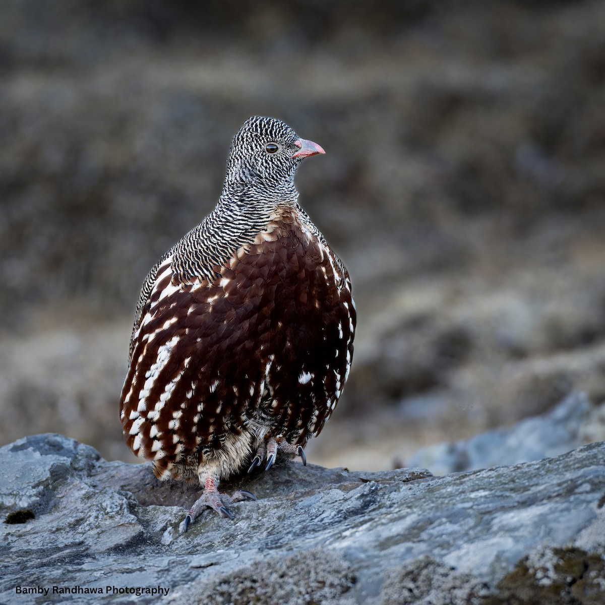 Perdiz Lerwa - ML647108388