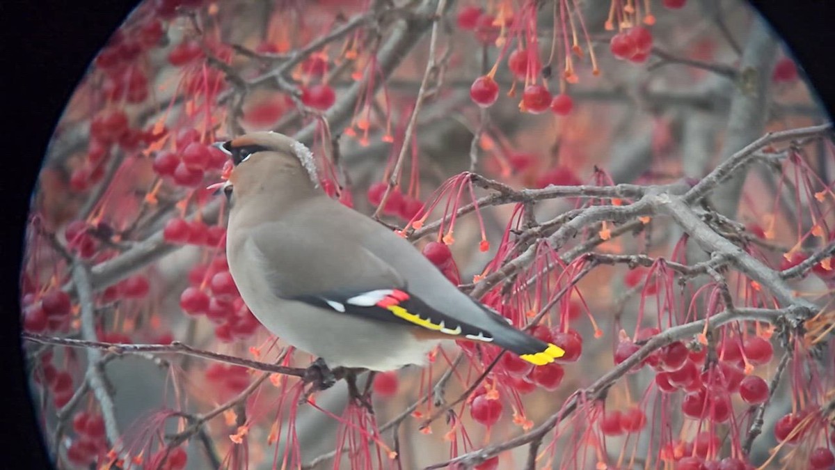 eBird Checklist - 5 Dec 2025 - Howard Young Hospital - 9 species