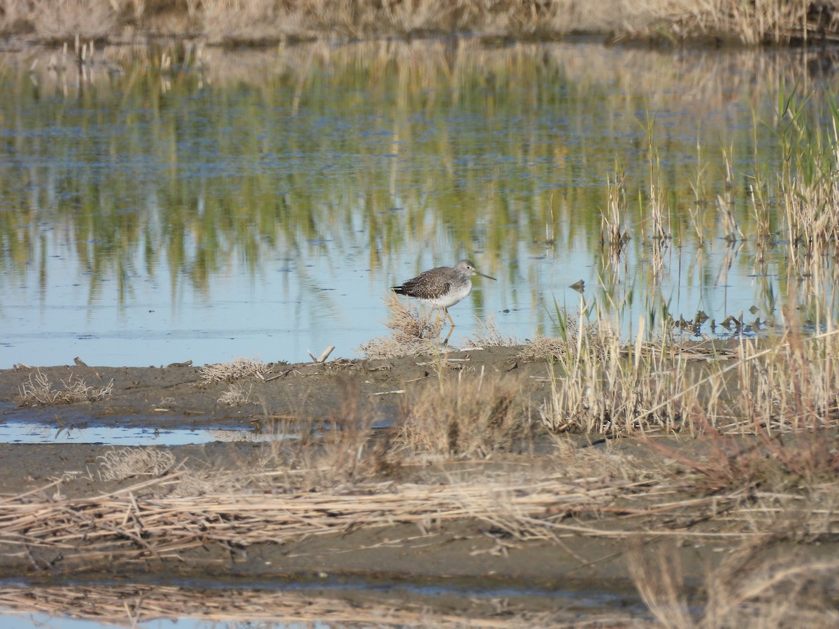 Archibebe Patigualdo Grande - ML647108391