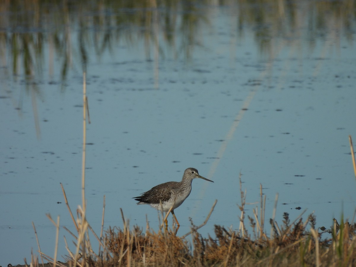 Archibebe Patigualdo Grande - ML647108392