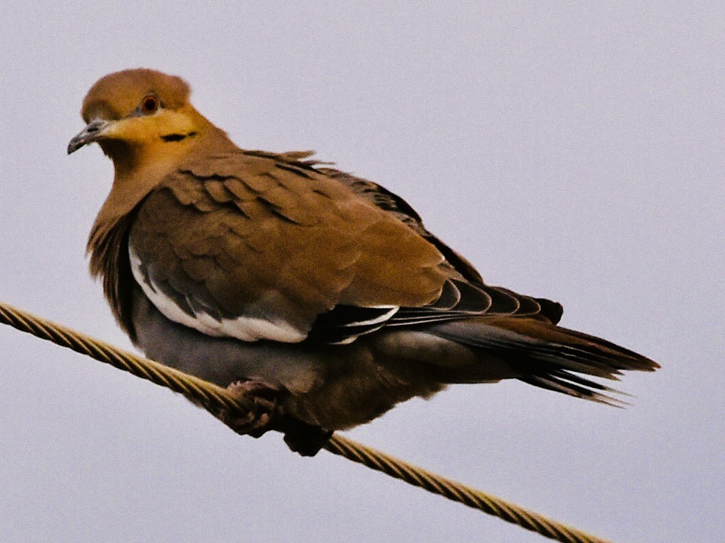 Zenaida Aliblanca - ML647108394