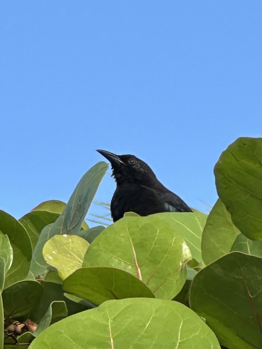 Tordo Renegrido - ML647108395