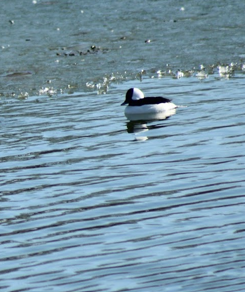 Bufflehead - ML647108401