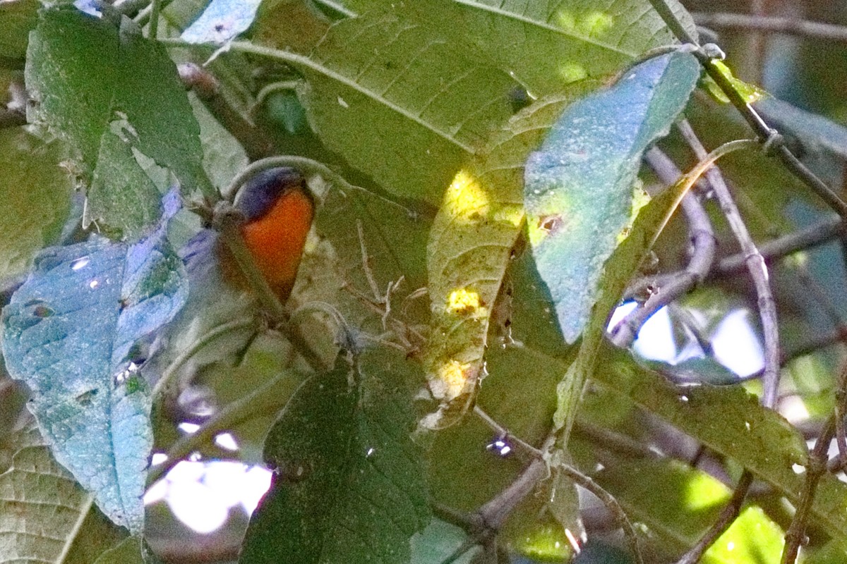 Alev Gerdanlı Ötleğen - ML647108404