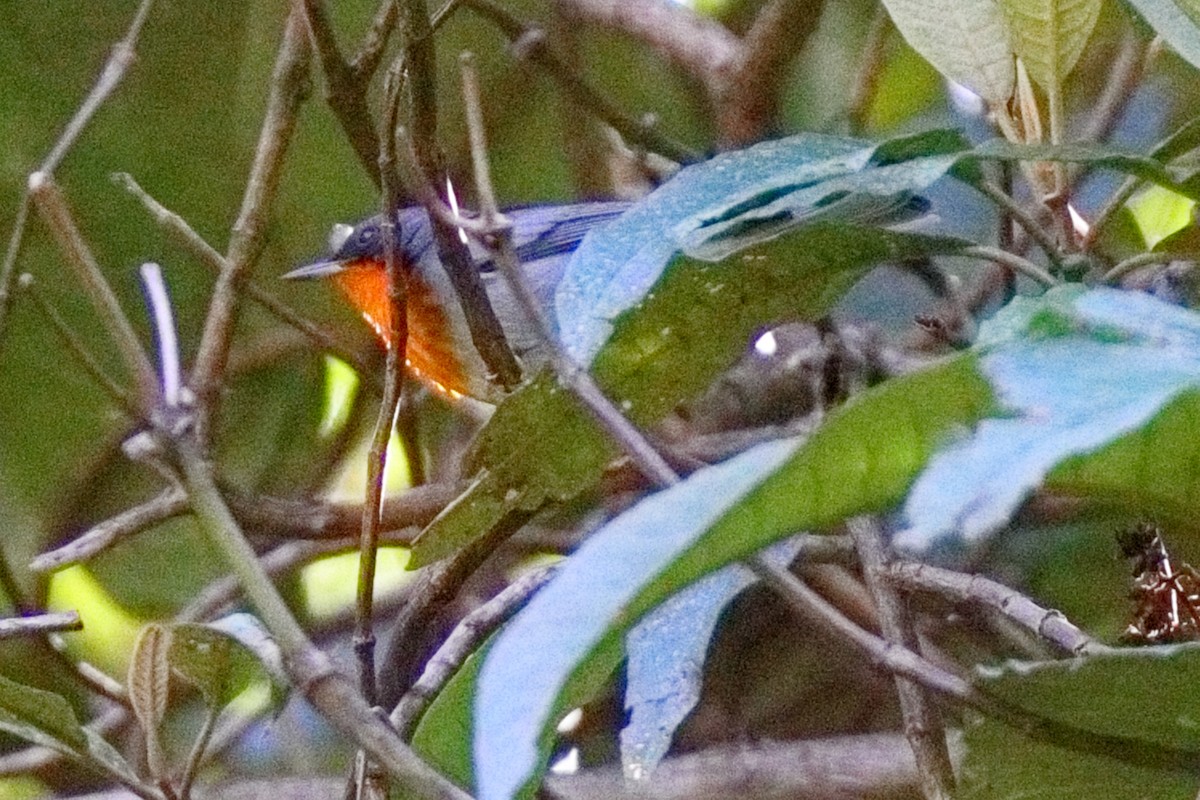 Alev Gerdanlı Ötleğen - ML647108405