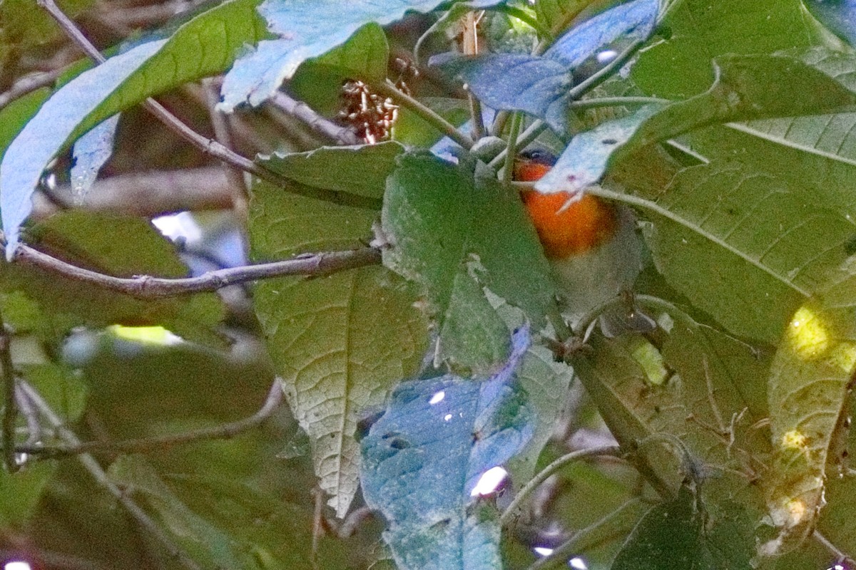 Alev Gerdanlı Ötleğen - ML647108406