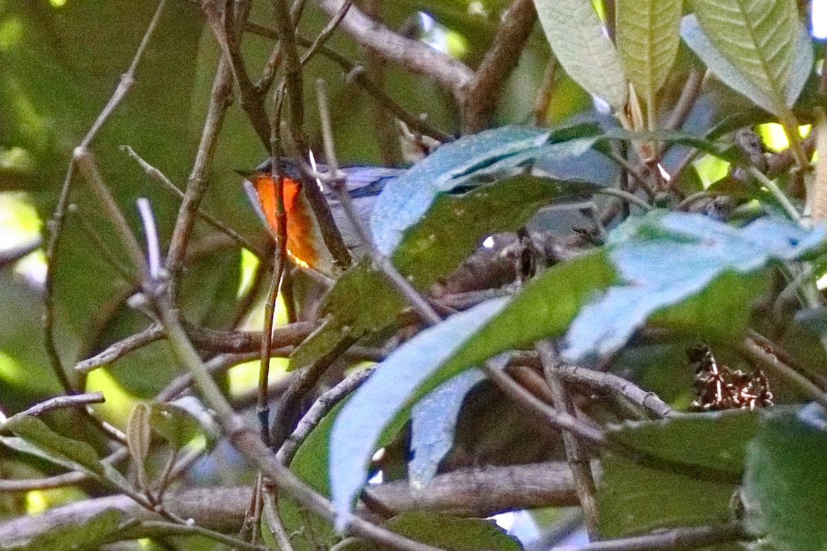 Alev Gerdanlı Ötleğen - ML647108407