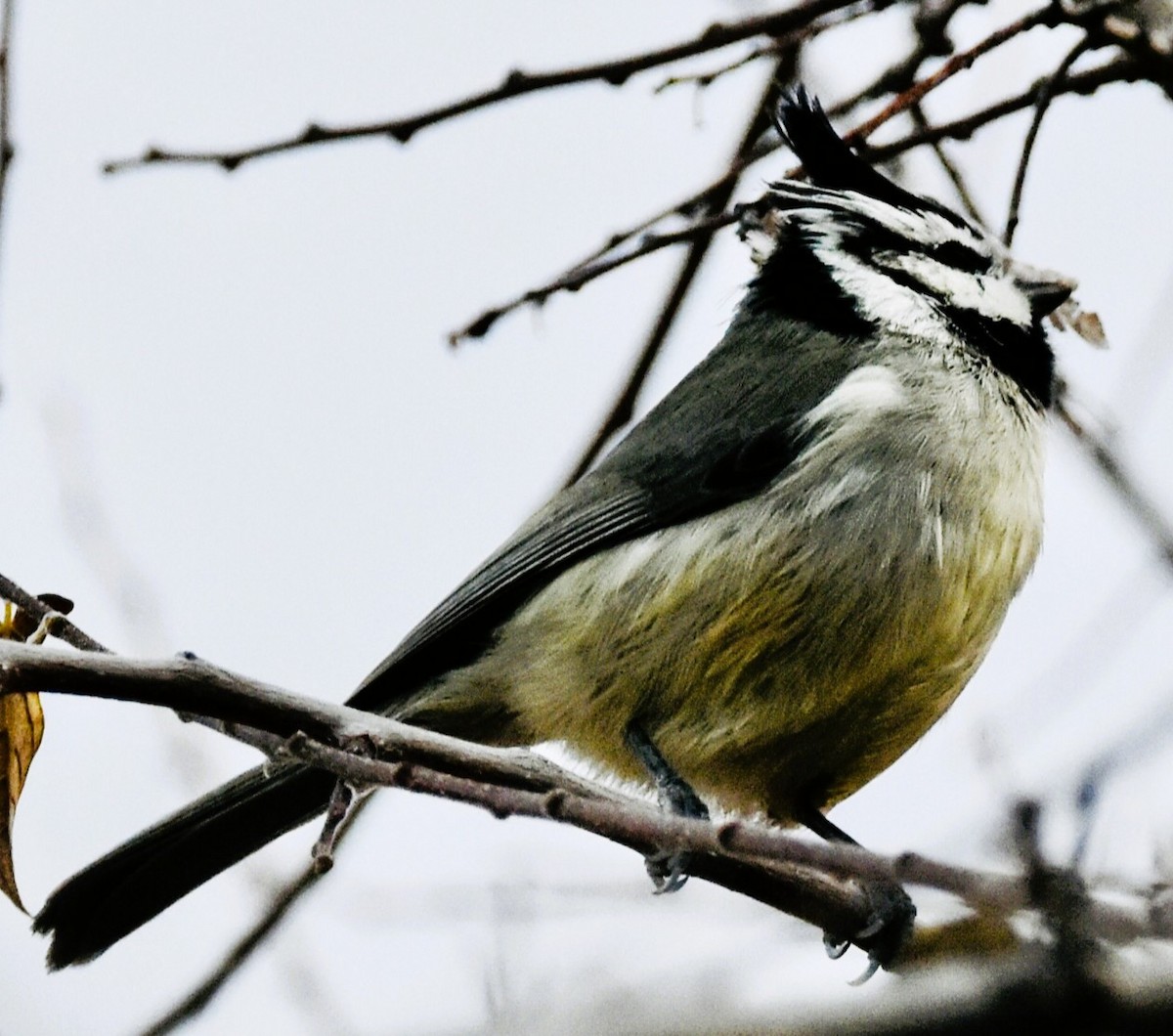 Bridled Titmouse - ML647108409