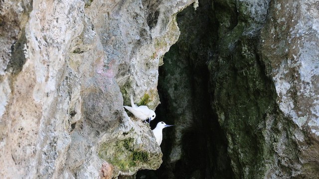 Blue-billed White-Tern - ML647108412