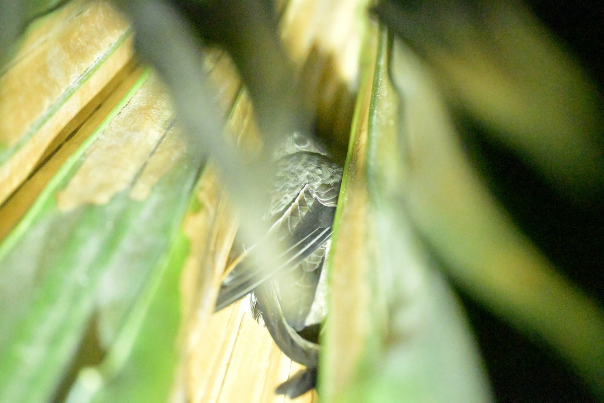 Asian Palm Swift - ML647108414