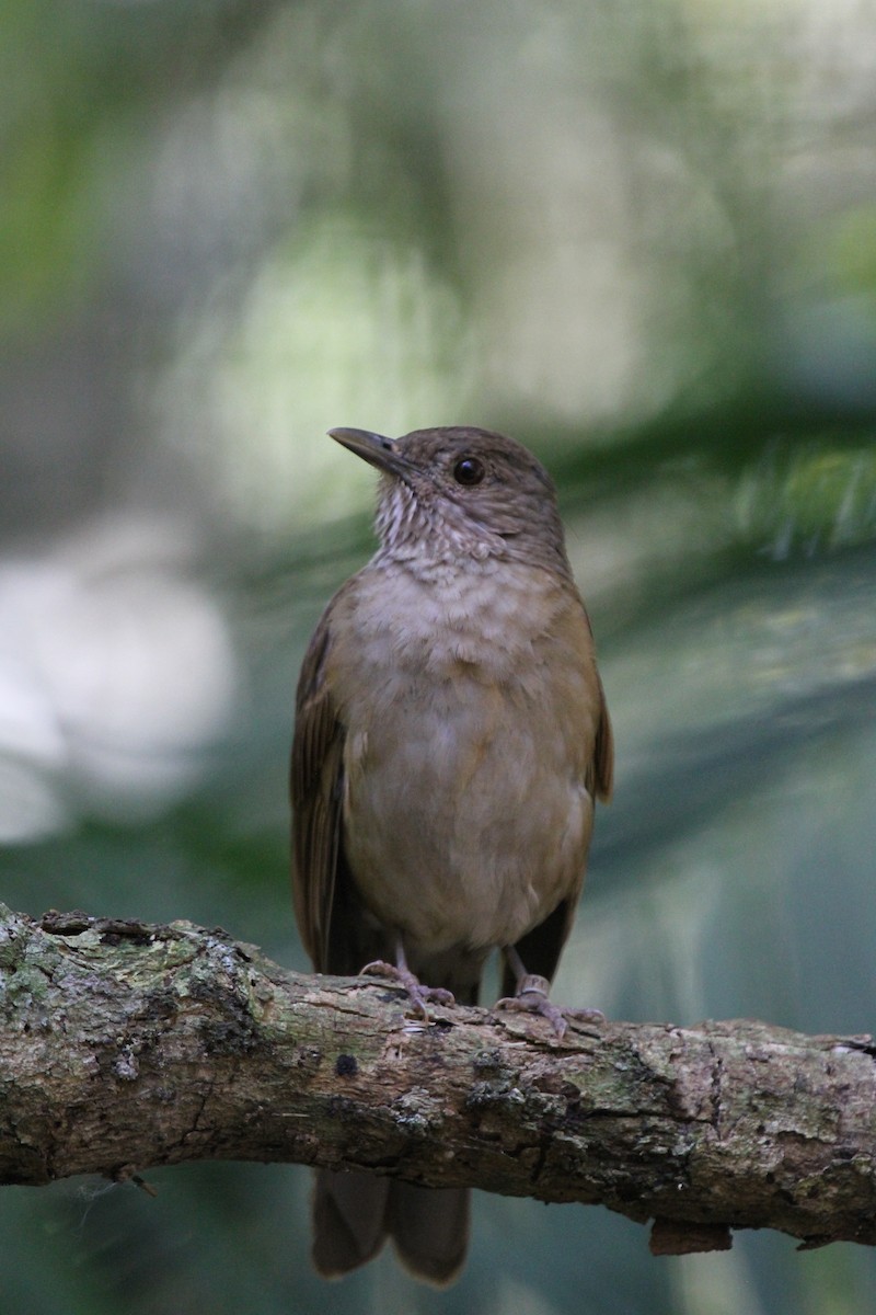 Zorzal Sabiá - ML647108417