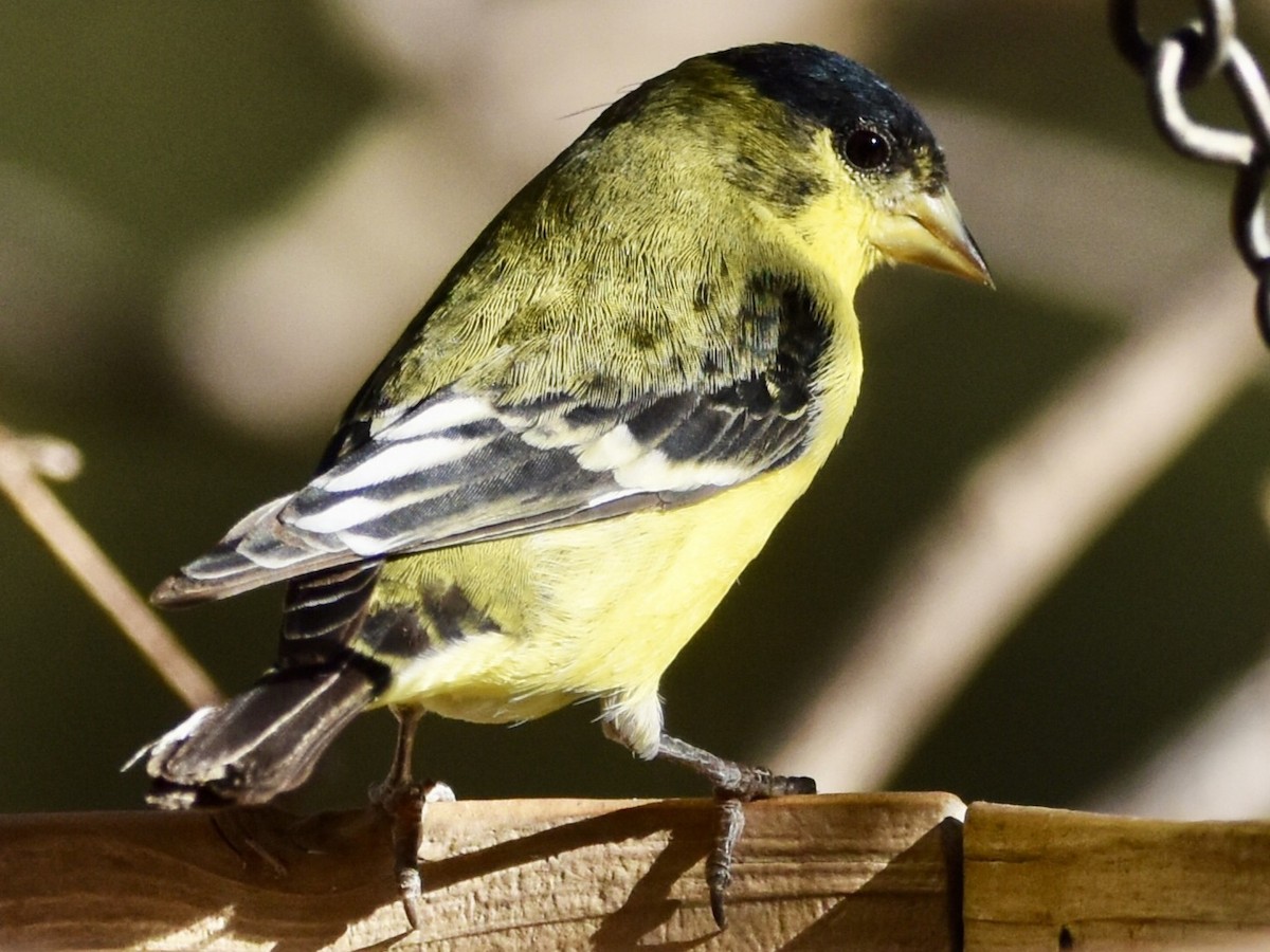Lesser Goldfinch - ML647108419