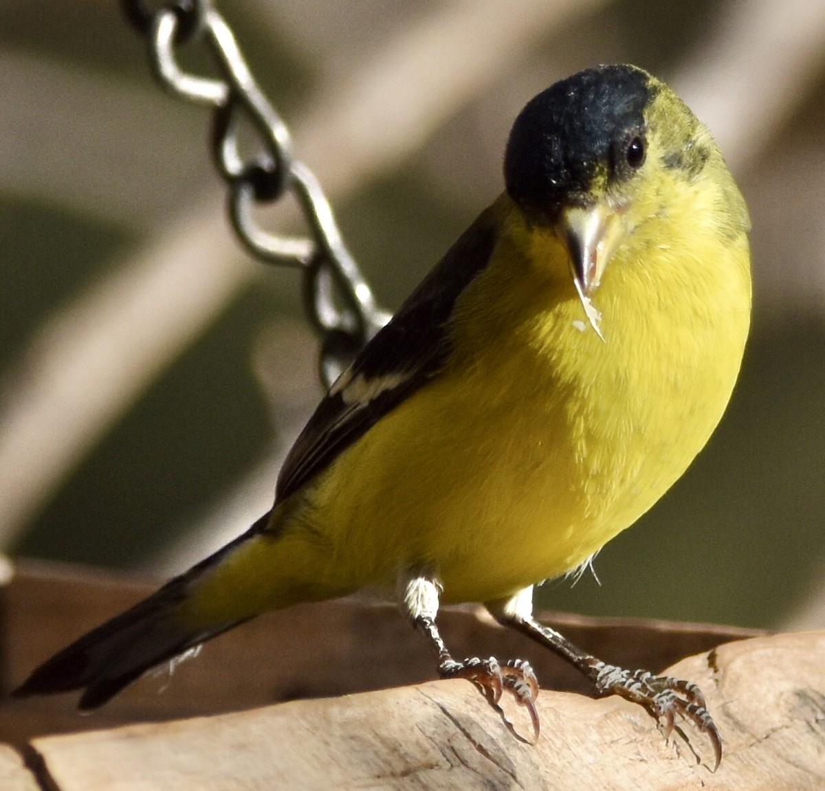 Lesser Goldfinch - ML647108425