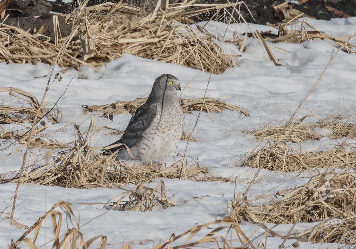 Hudsonweihe - ML647108434