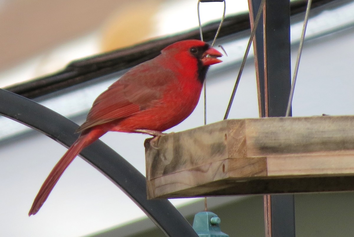 Cardinal rouge - ML647108437