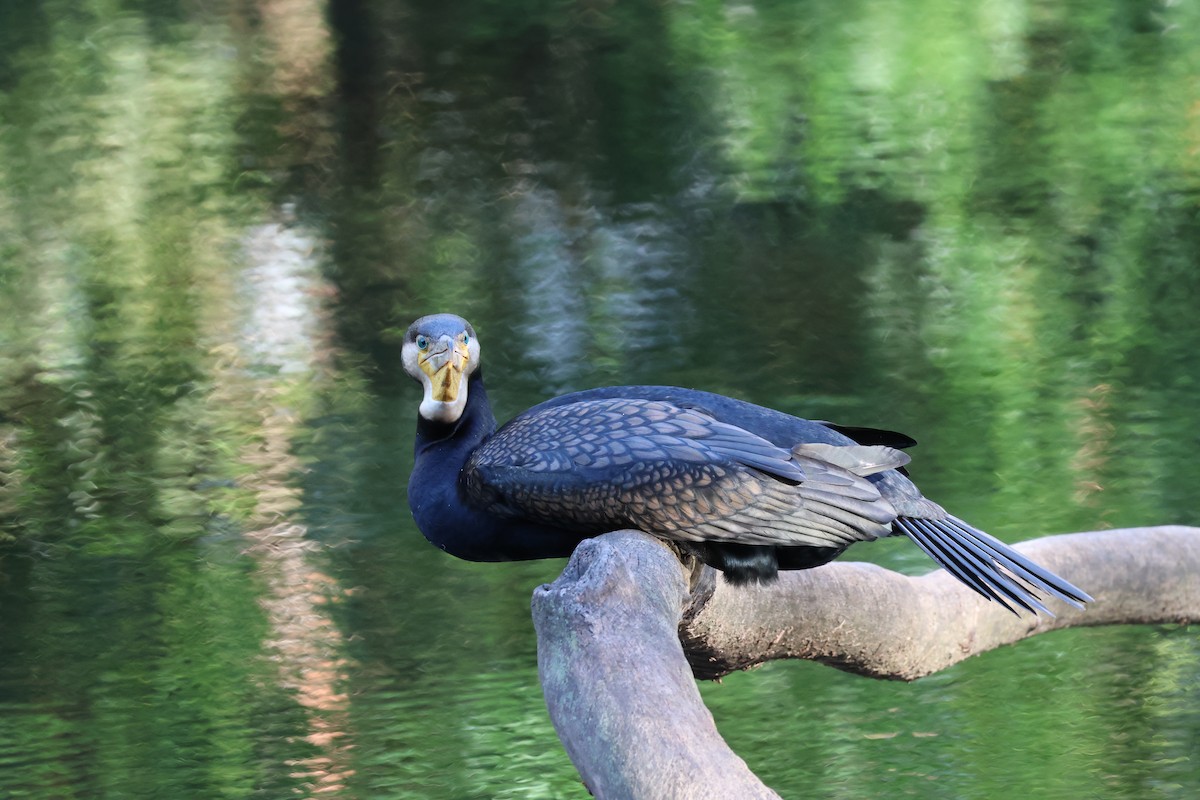 Cormorán Grande - ML647108438