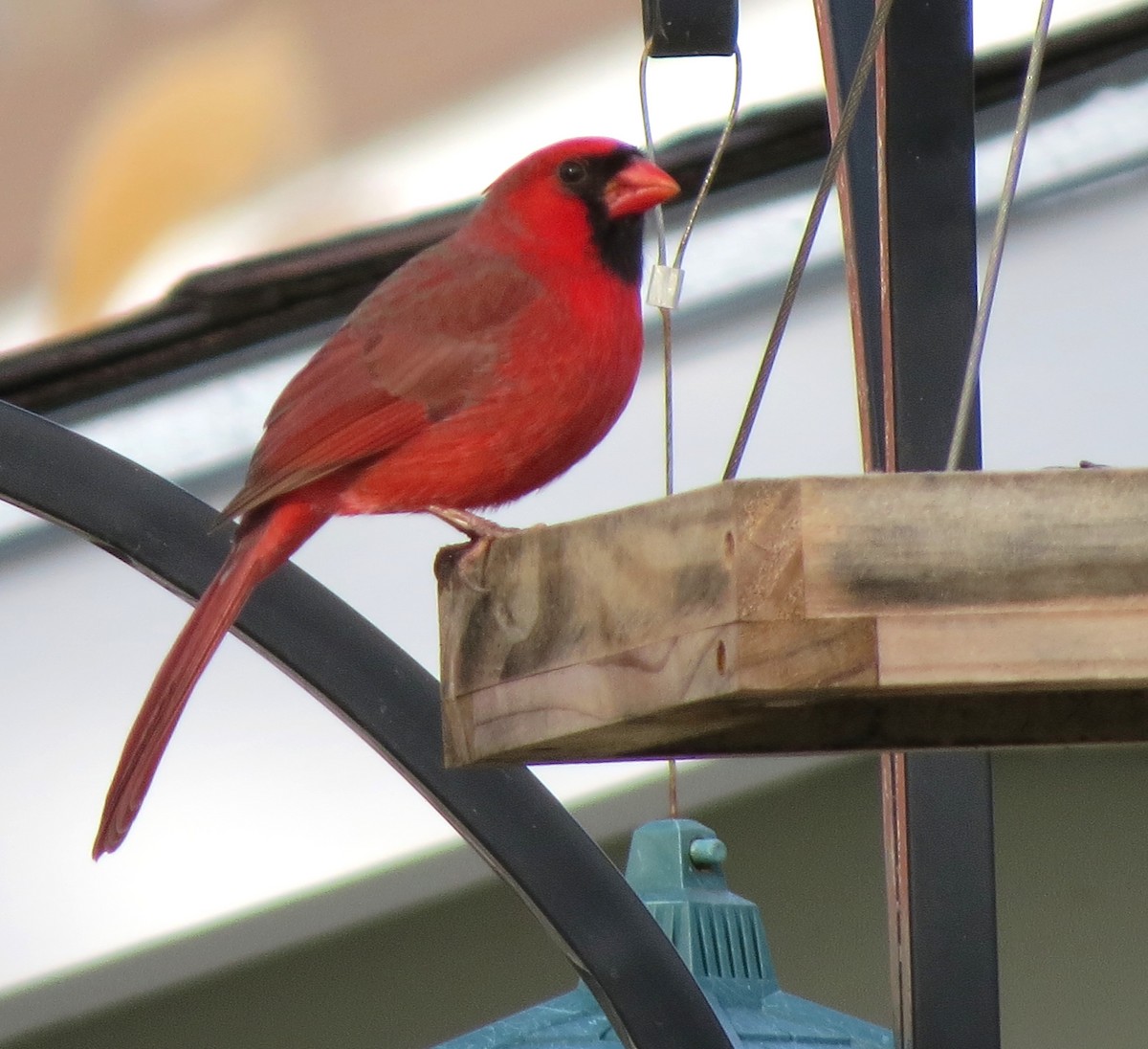 Cardinal rouge - ML647108440