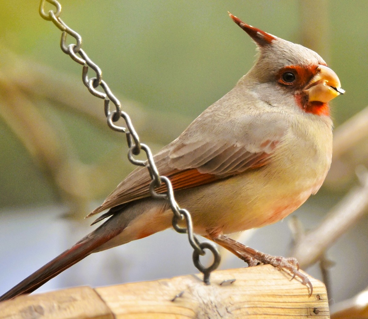 Pyrrhuloxia - ML647108441
