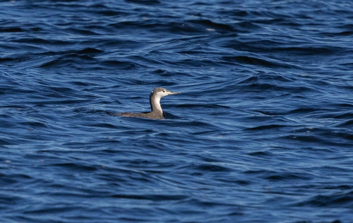 Sterntaucher - ML647108443