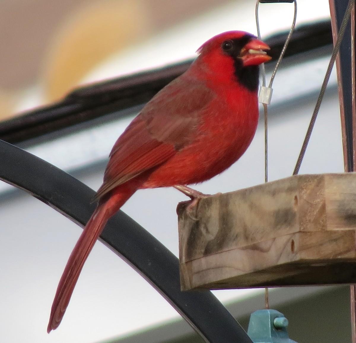 Cardinal rouge - ML647108445