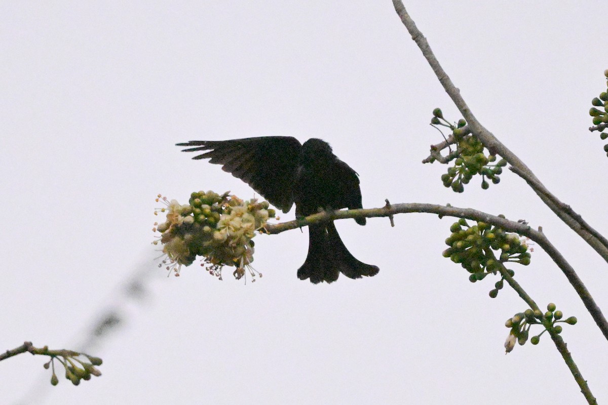 Hair-crested Drongo - ML647108470