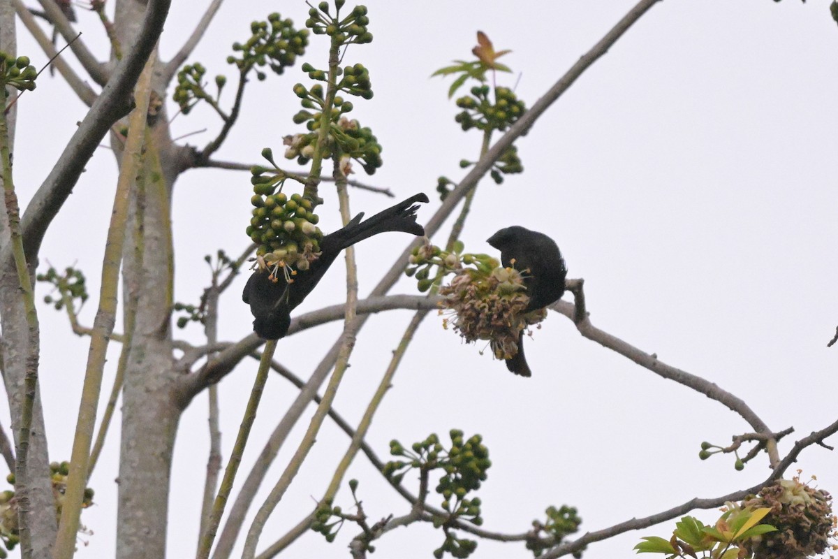 Hair-crested Drongo - ML647108471