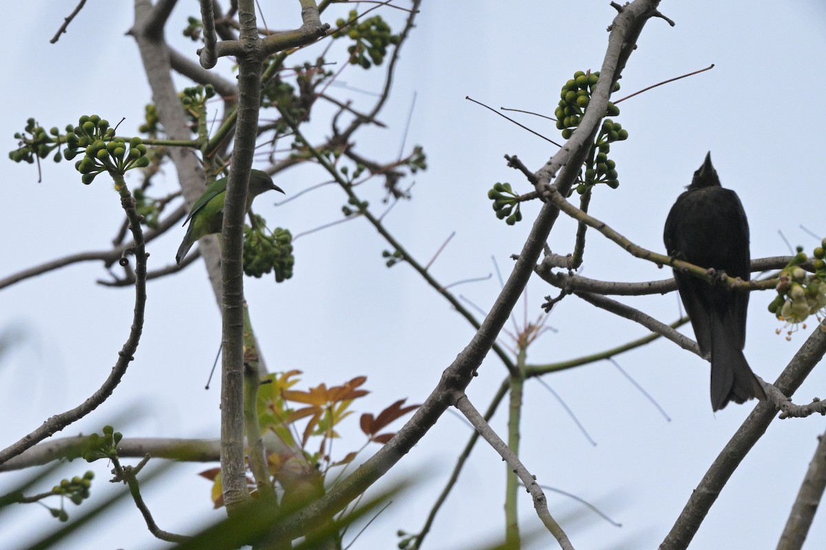 Hair-crested Drongo - ML647108472
