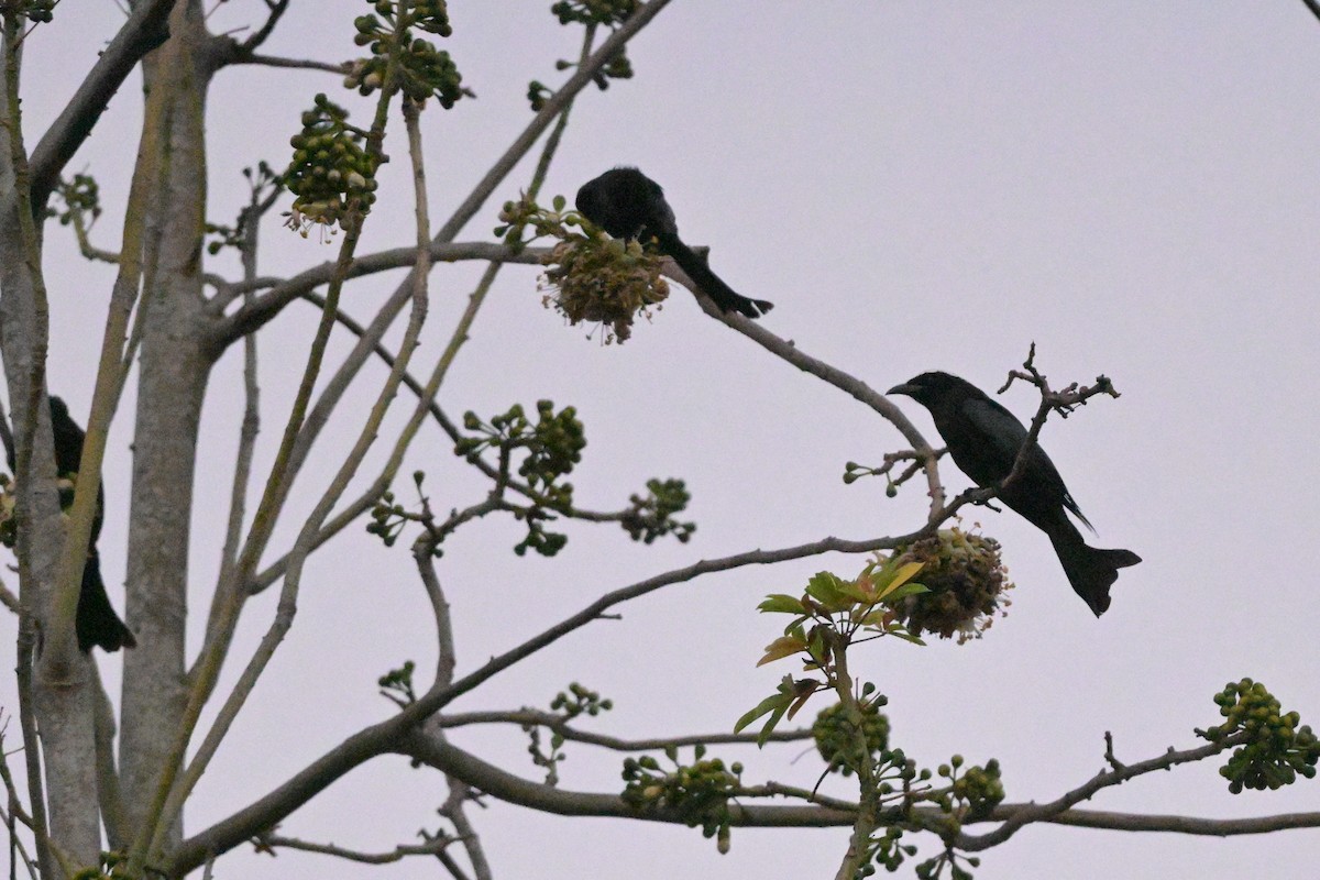 Hair-crested Drongo - ML647108473