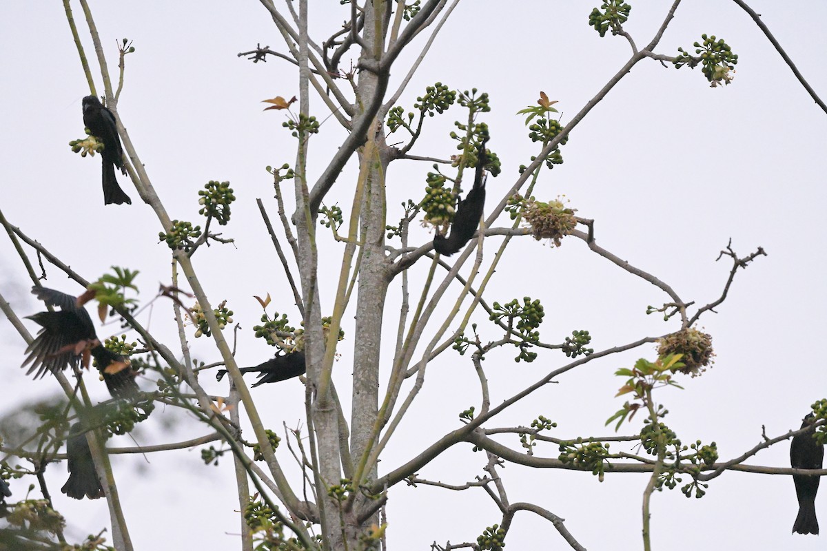 Hair-crested Drongo - ML647108474