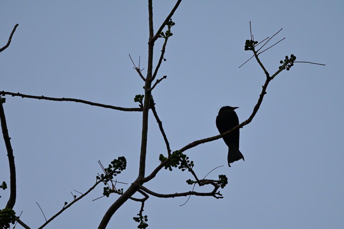 Hair-crested Drongo - ML647108475