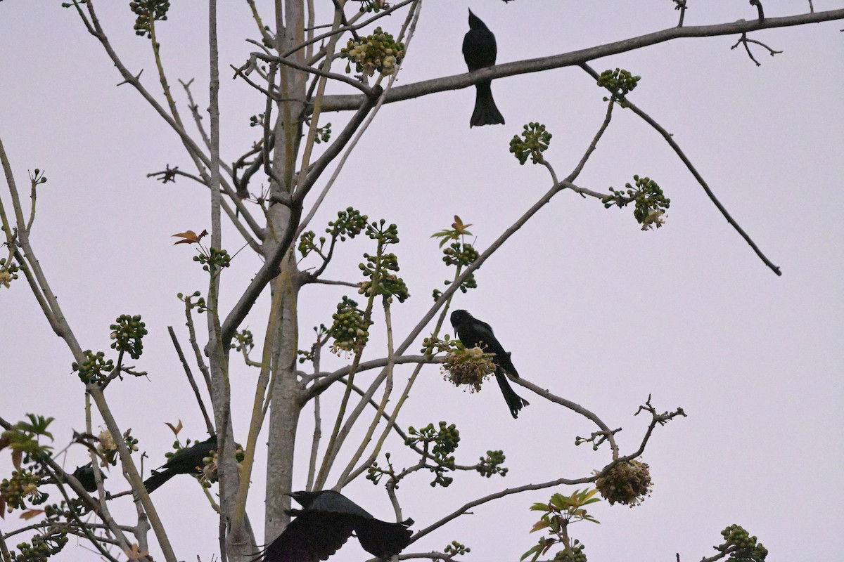 Hair-crested Drongo - ML647108476