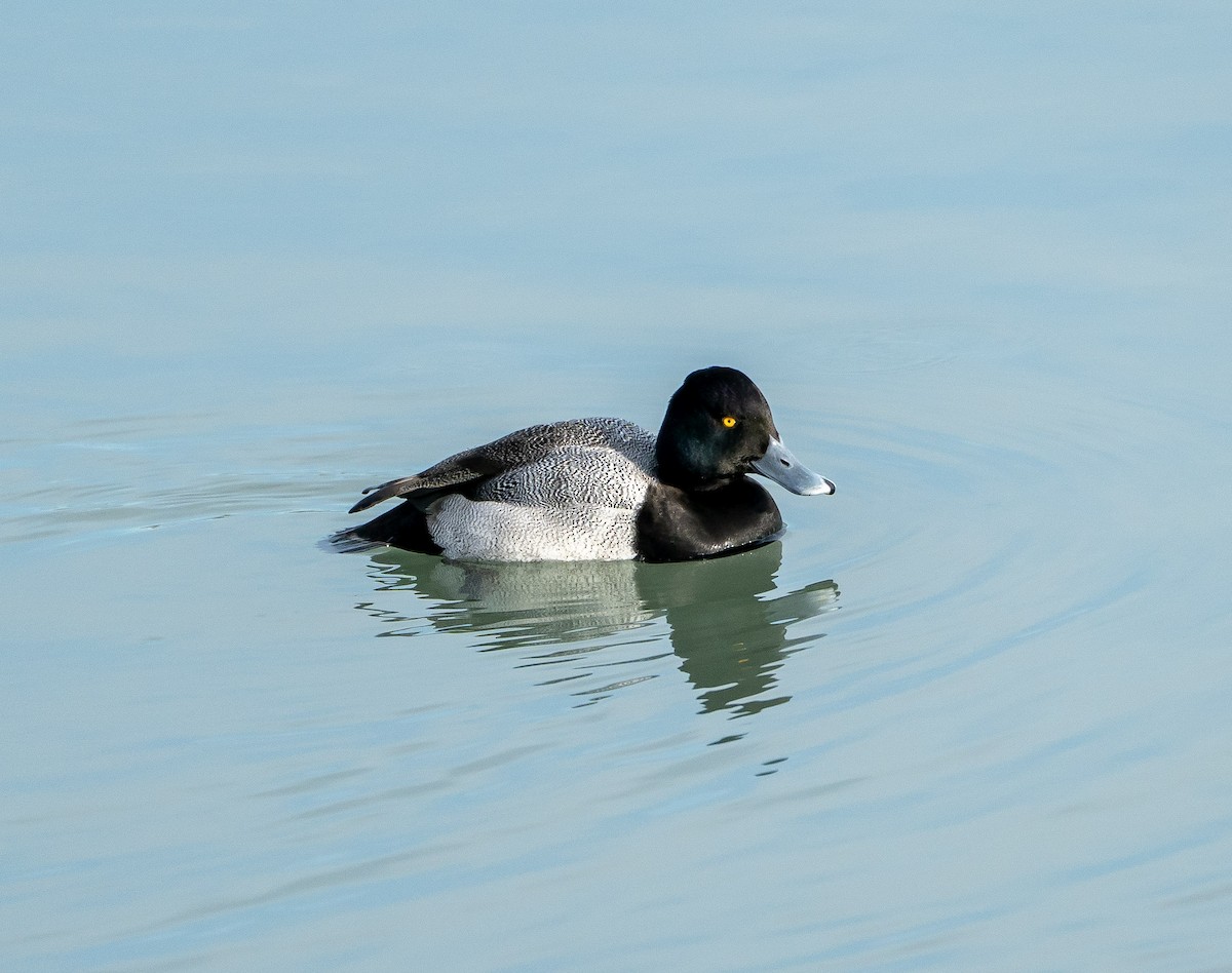 Petit Fuligule - ML647108480