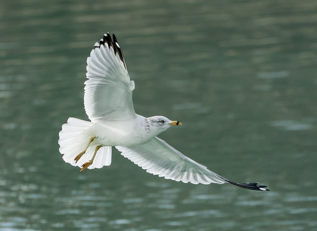 Goéland à bec cerclé - ML647108490