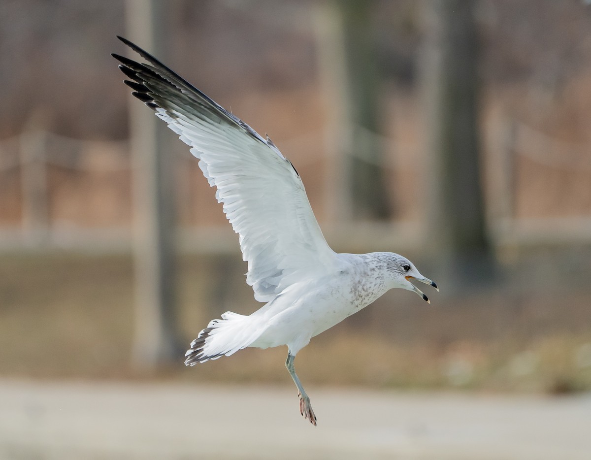 Goéland à bec cerclé - ML647108491