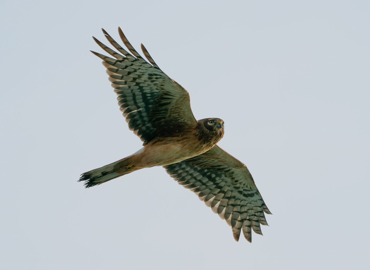 Hudsonweihe - ML647108495