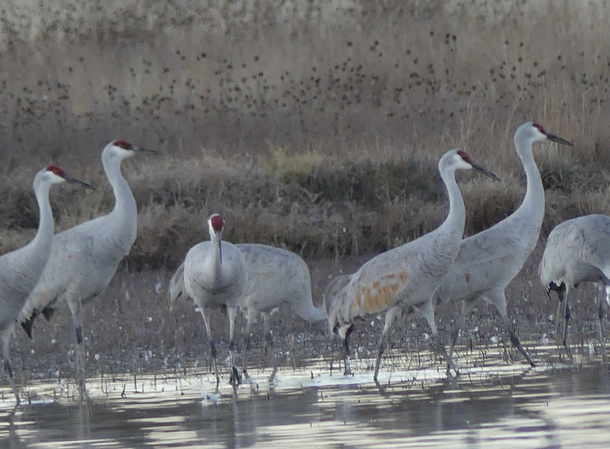 Sandhill Crane - ML647108508