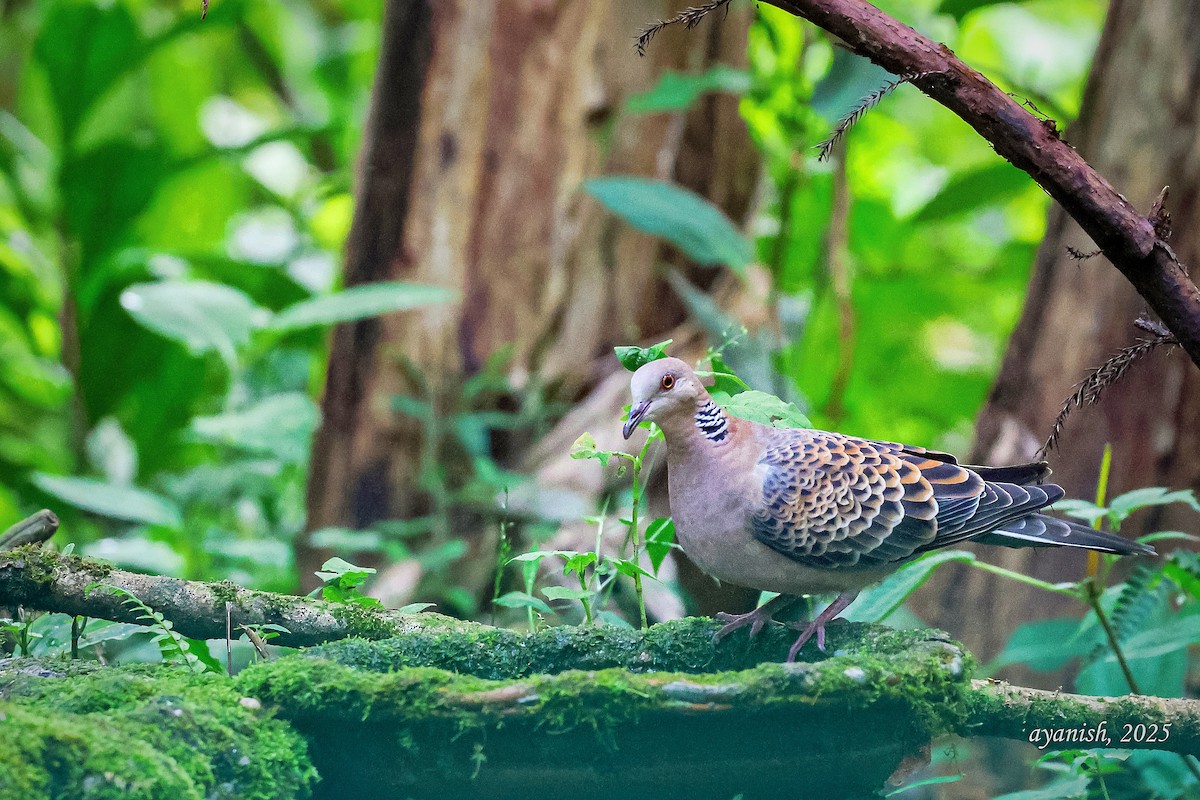 キジバト - ML647108523