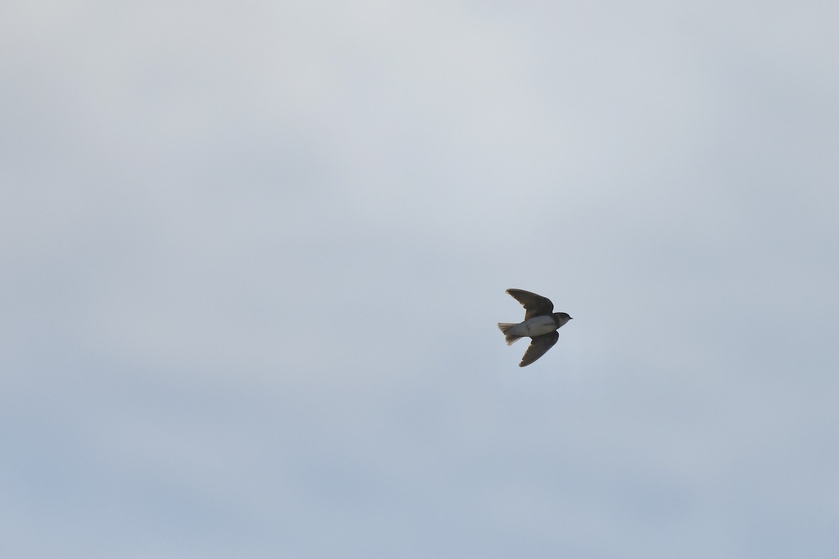 ショウドウツバメ - ML647108526