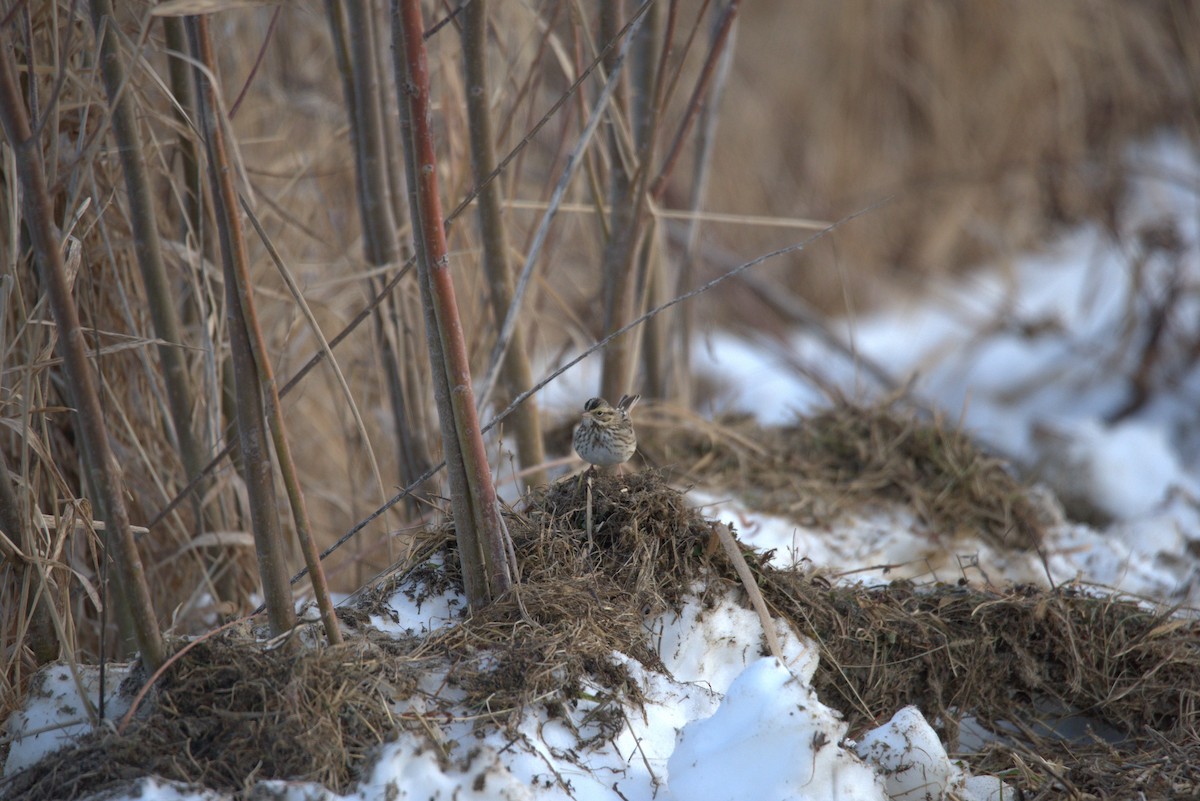 Пасовник савановий - ML647108527