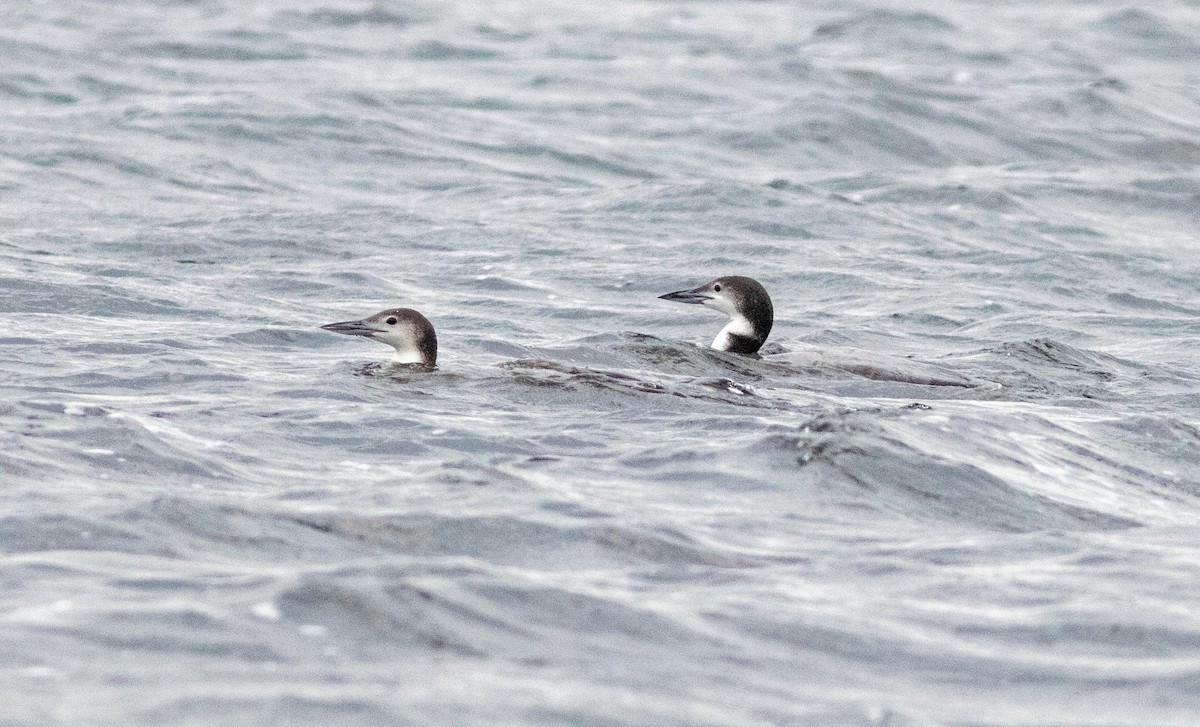 Common Loon - ML647108528