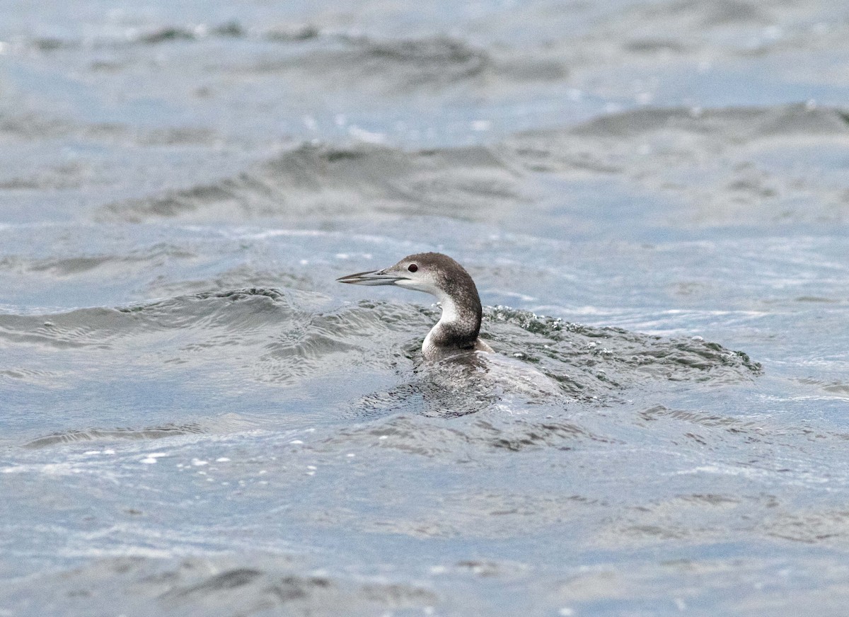Common Loon - ML647108529