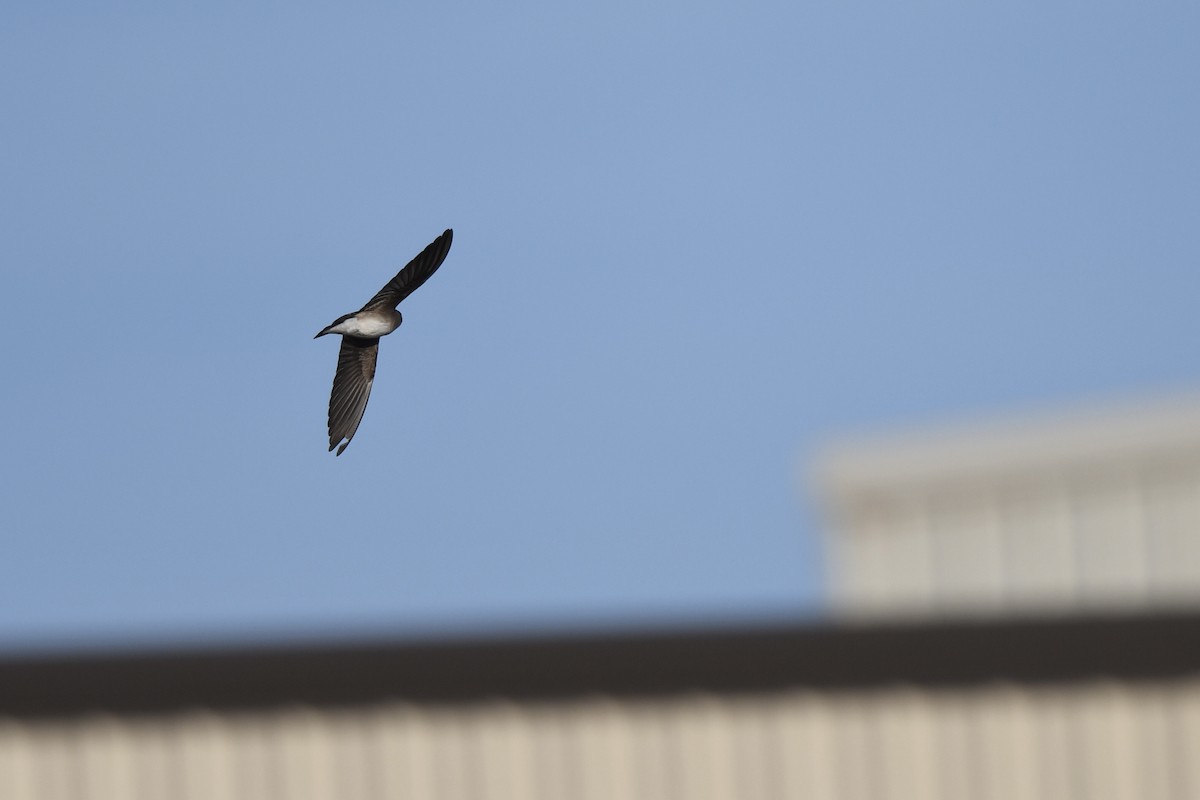 キタオビナシショウドウツバメ - ML647108537