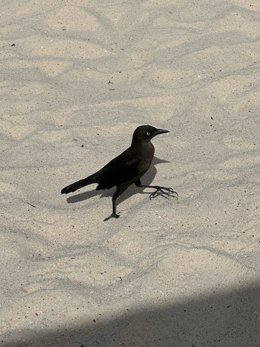 Carib Grackle - ML647108544