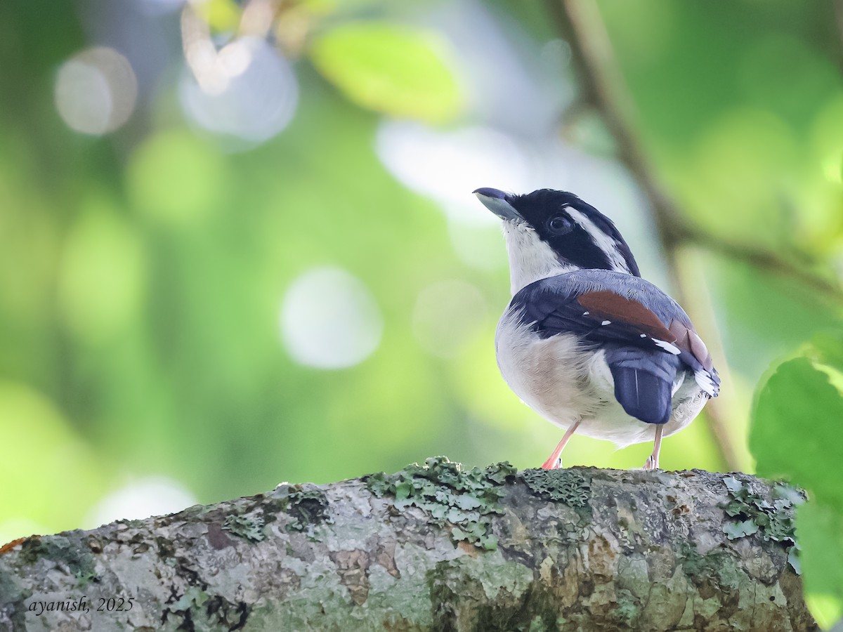 White-browed Shrike-Babbler - ML647108547