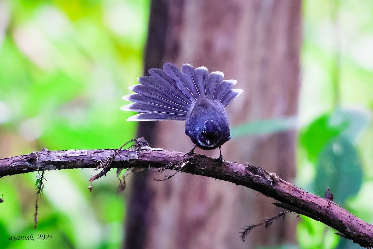 ノドジロオウギビタキ - ML647108549